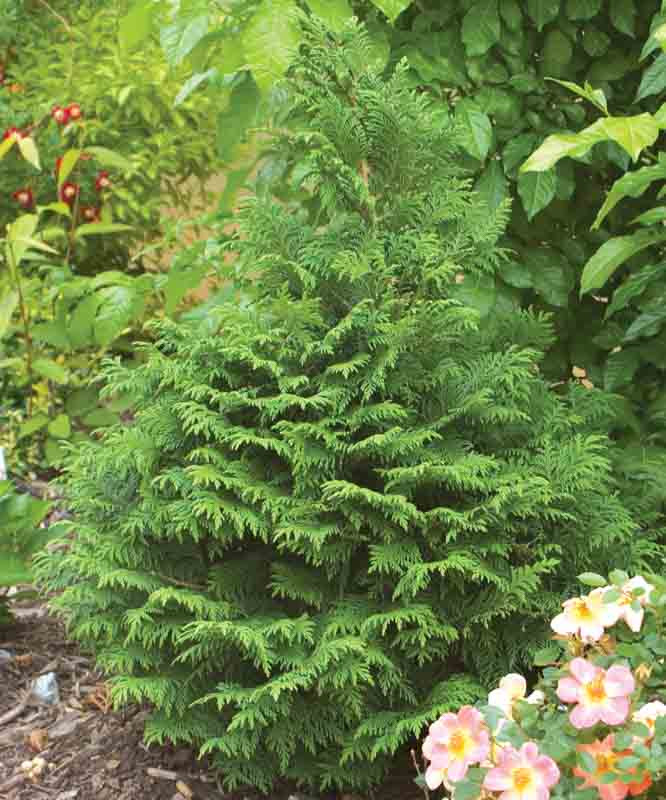 Chamaecyparis pisifera 'Soft Serve' (Sawara Cypress)